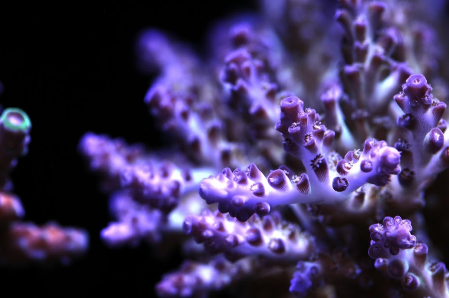coral macro8.jpg