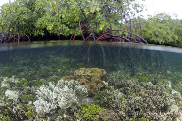coral mangrove 1.jpg