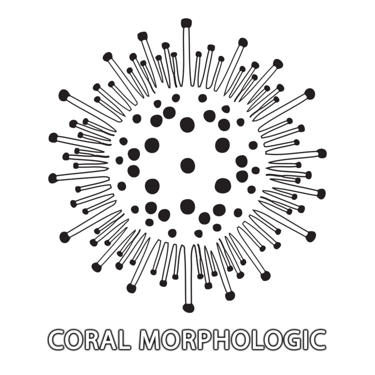 Coral Morphologic.png