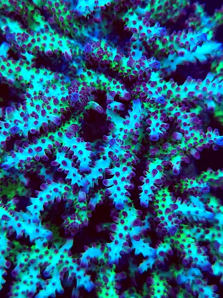 coral nasuta.jpg