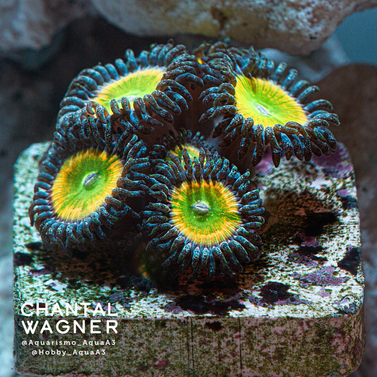 coral palythoa sunny D 20230611 IMG_5647 feed.jpg