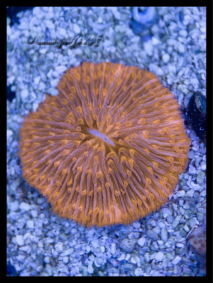 coral plate1.jpg