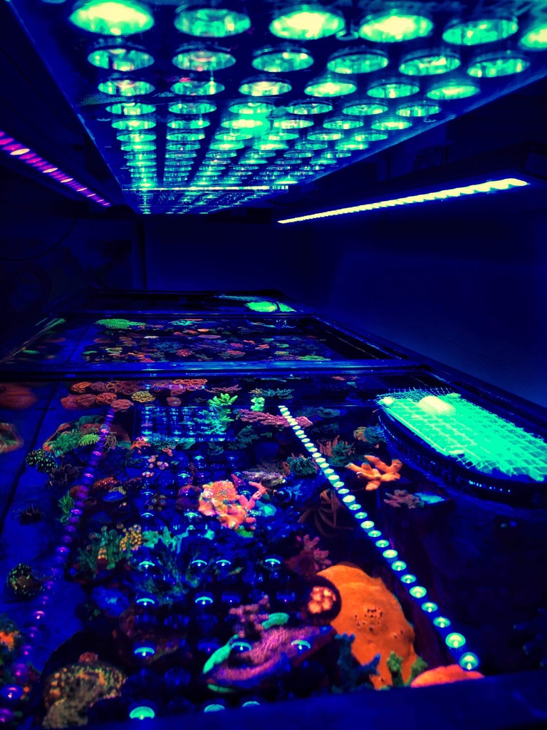 coral-pop-LED-reef-lights.jpg