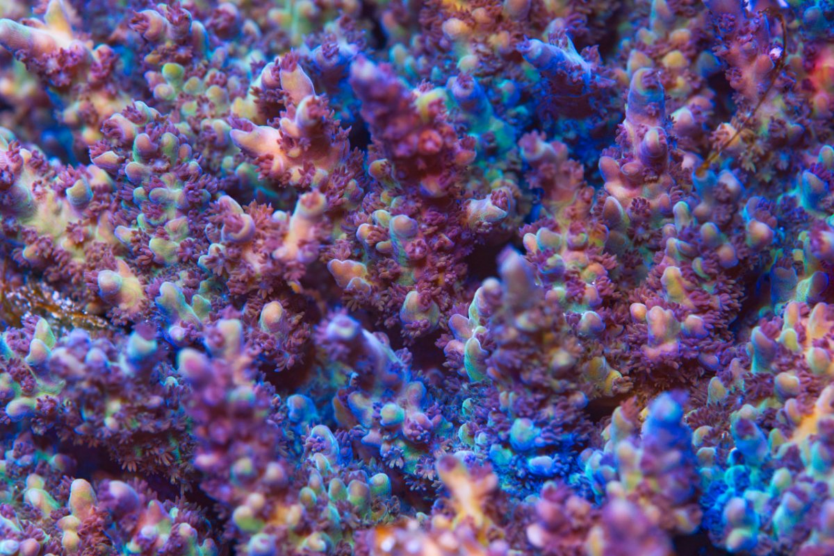 Coral - Pushed.jpg