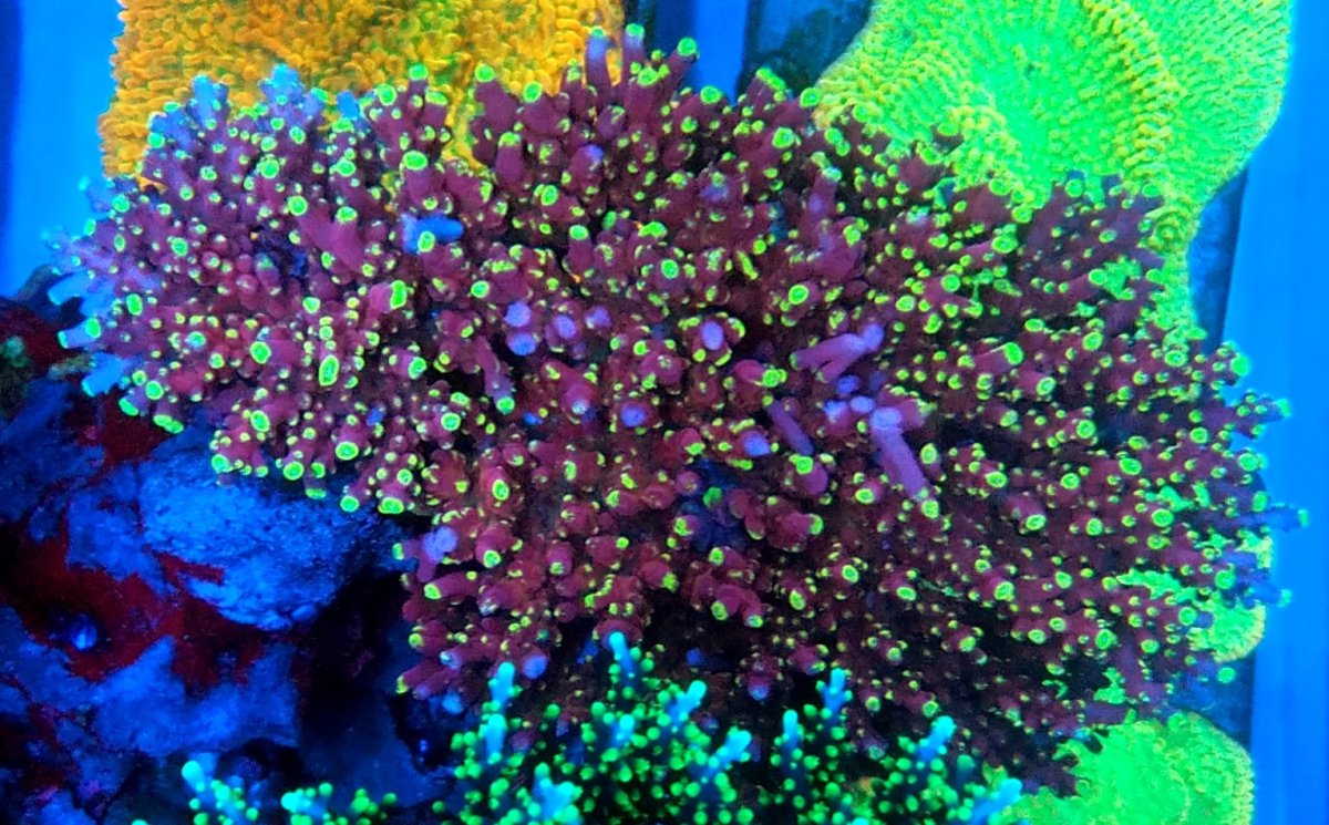 coral quantum.jpg