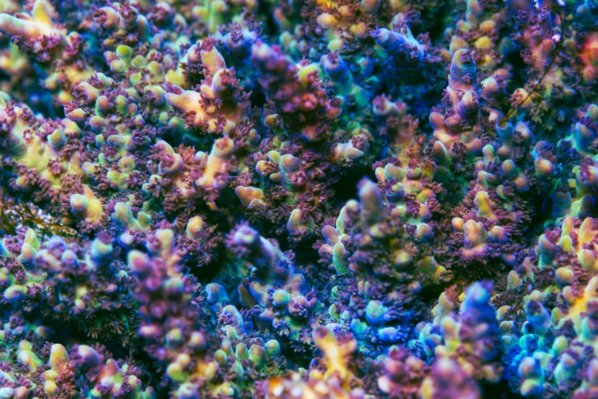 Coral - Recolored.jpg