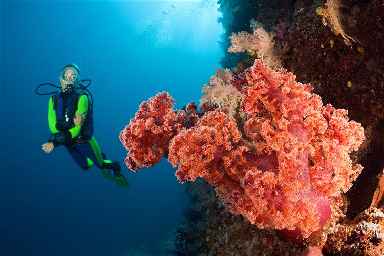 coral-reef-Namena-Marine-Reserve-Fiji_cs.jpg