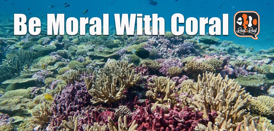 coral restoration.jpg