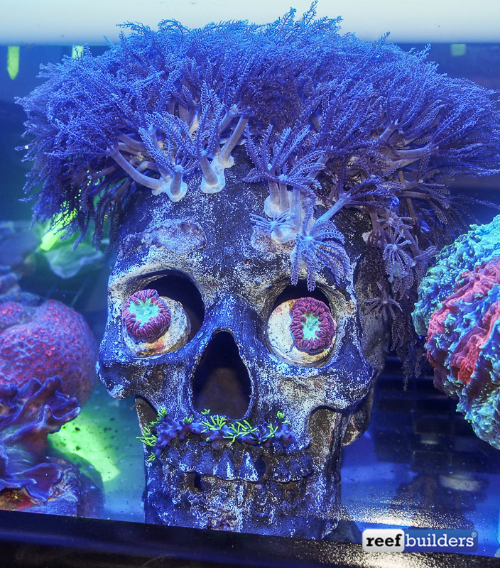 coral-skull-cultpure-1.jpg