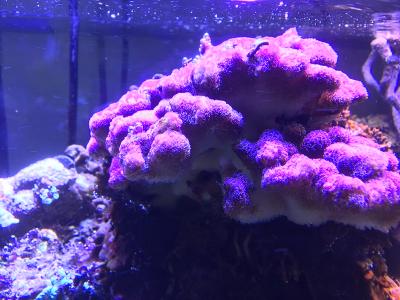 Coral Spawning.jpeg