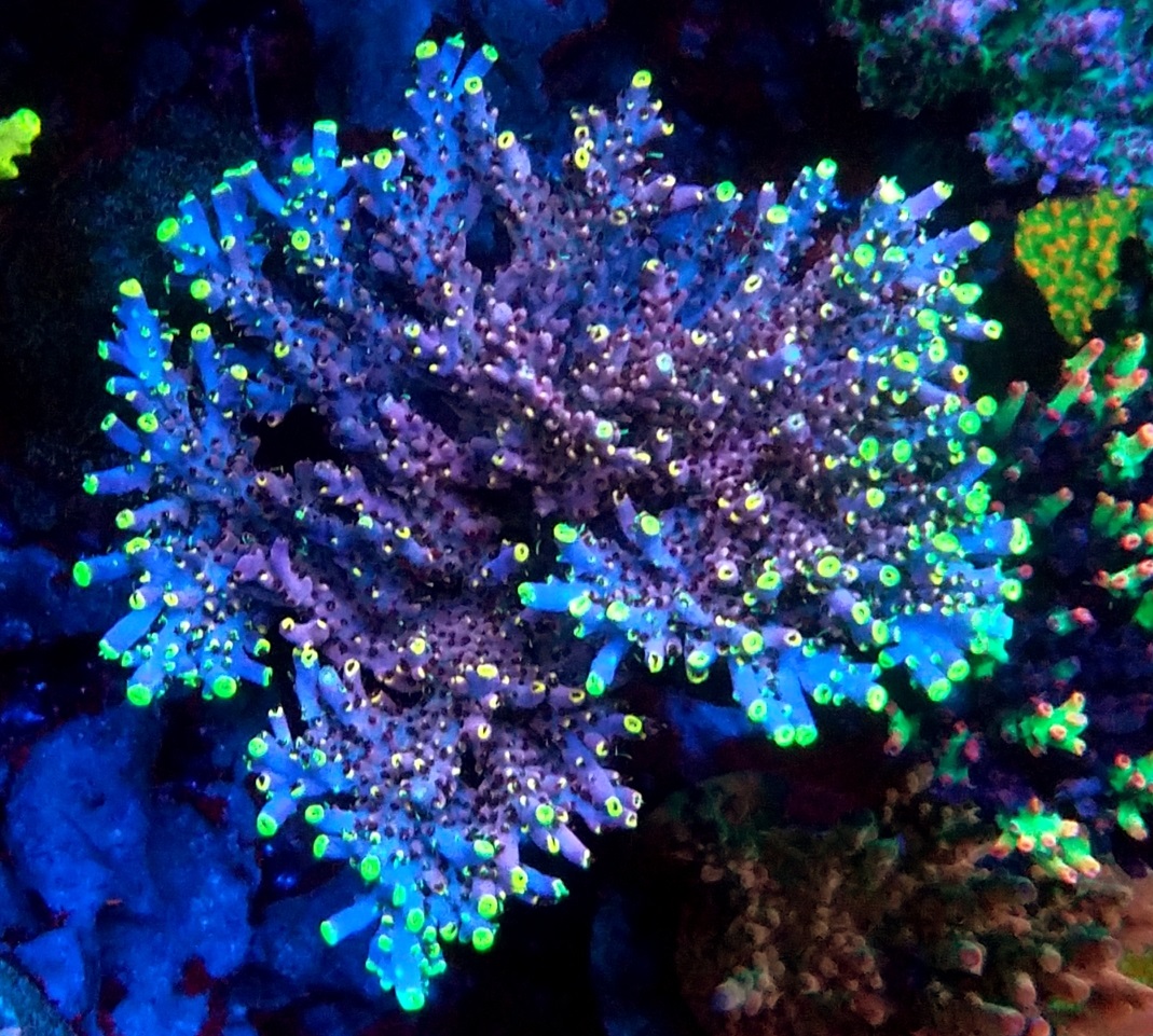coral spyro.jpg