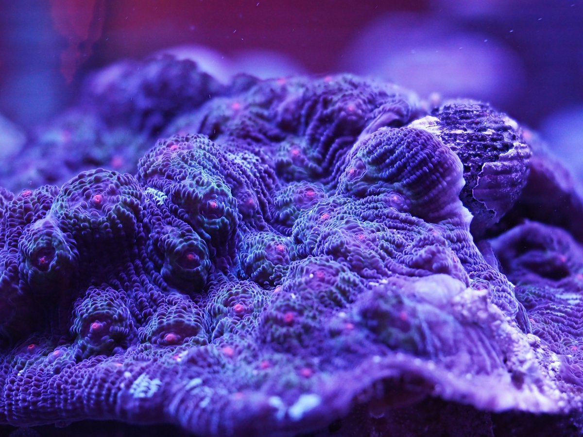 coral stacking-11.jpg