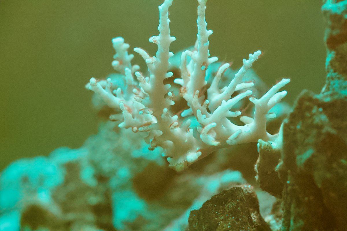 Coral Struggles - 4 of 7.jpeg