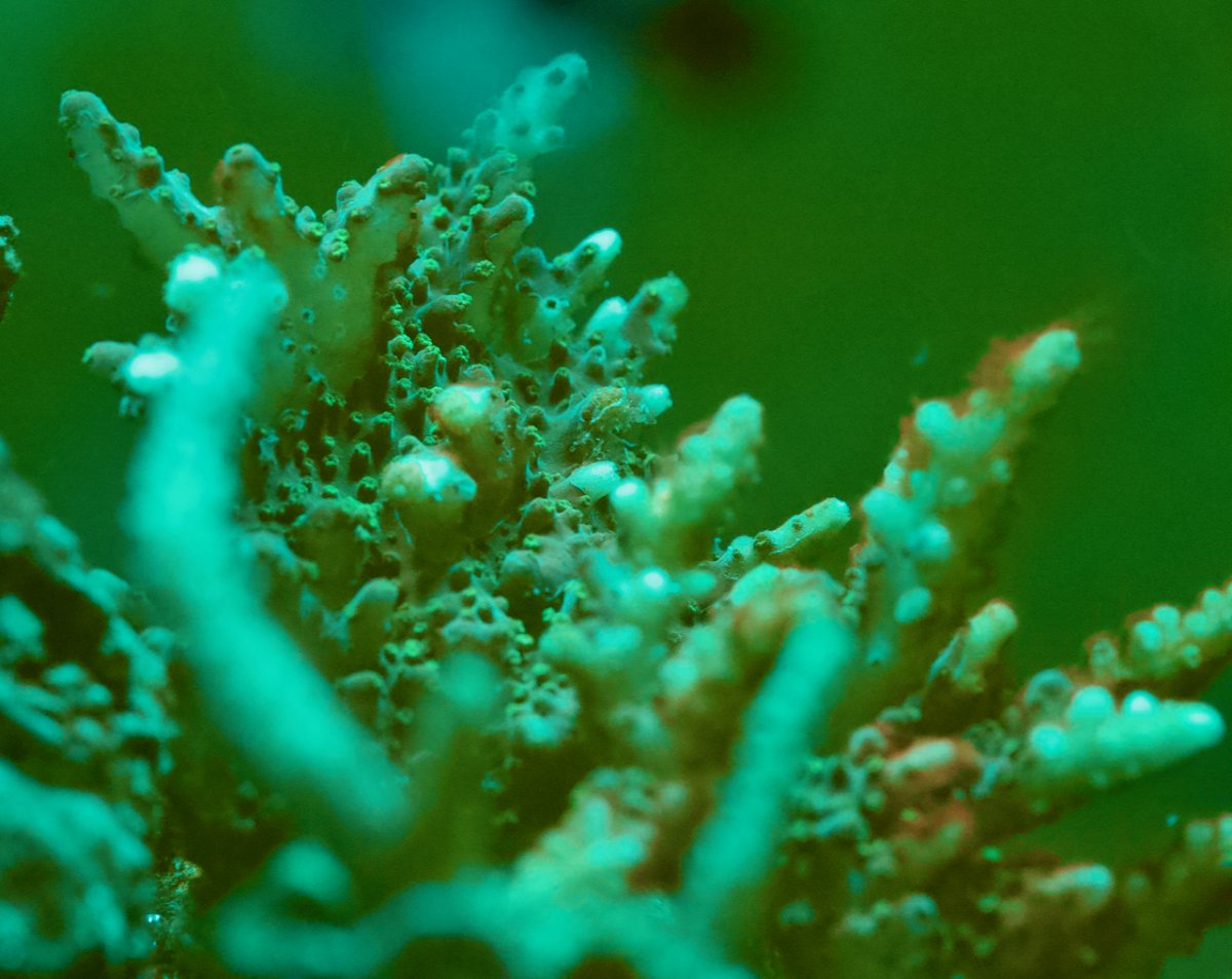 Coral Struggles - 6 of 7.jpeg