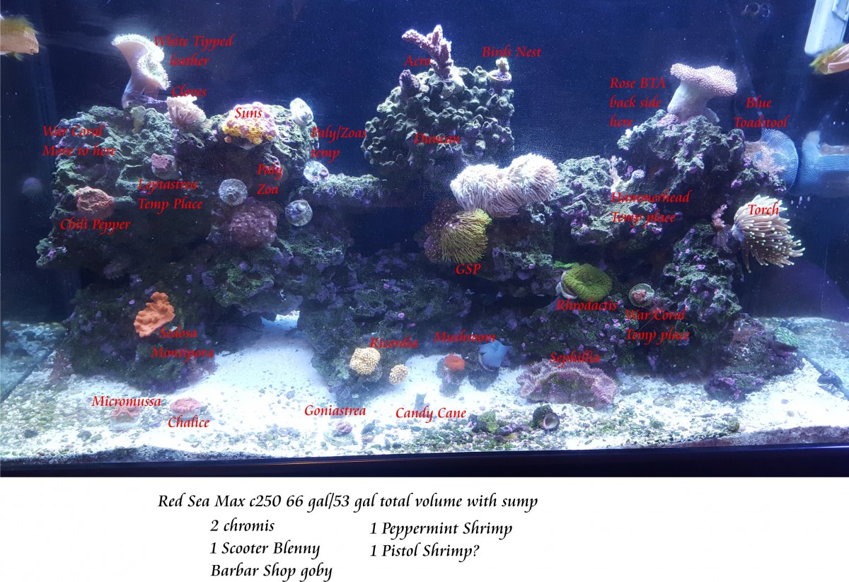 coral tank 10-27.jpg