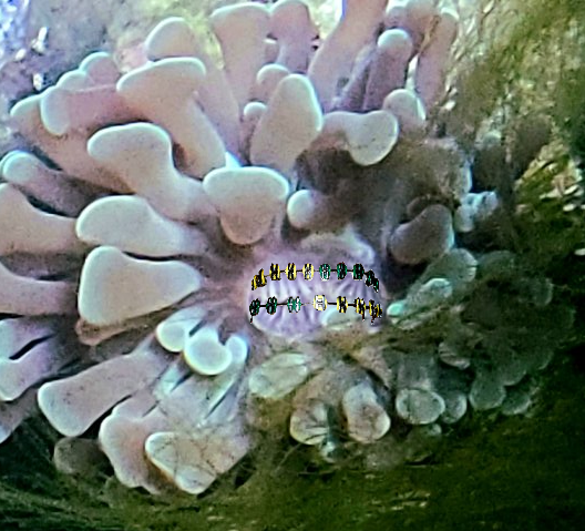 coral-teeth-2.png