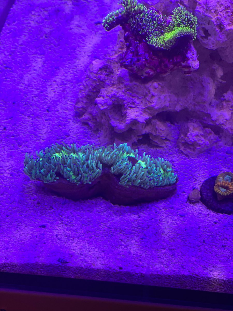 coral update 1.jpeg