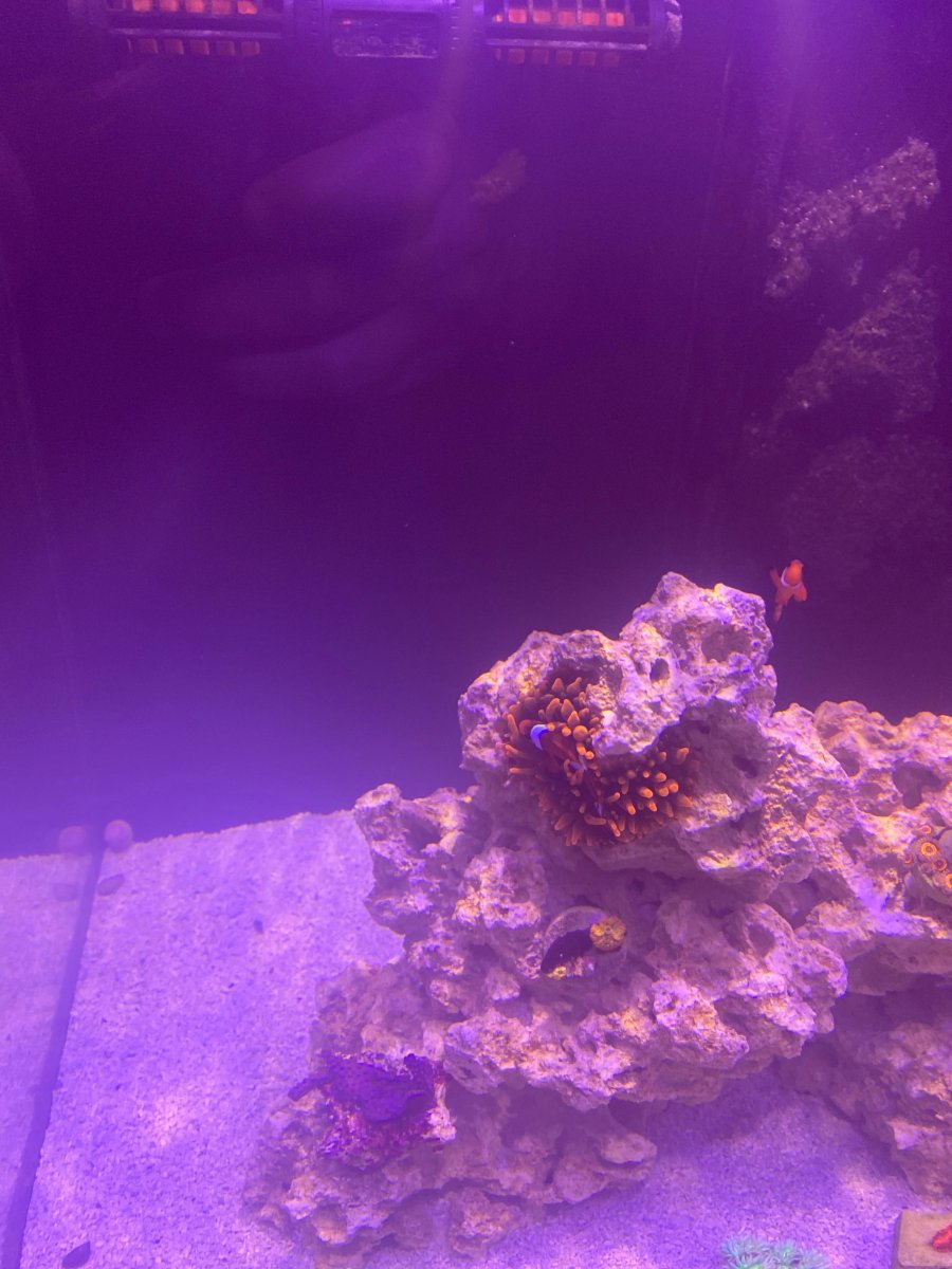 coral update 2.jpeg