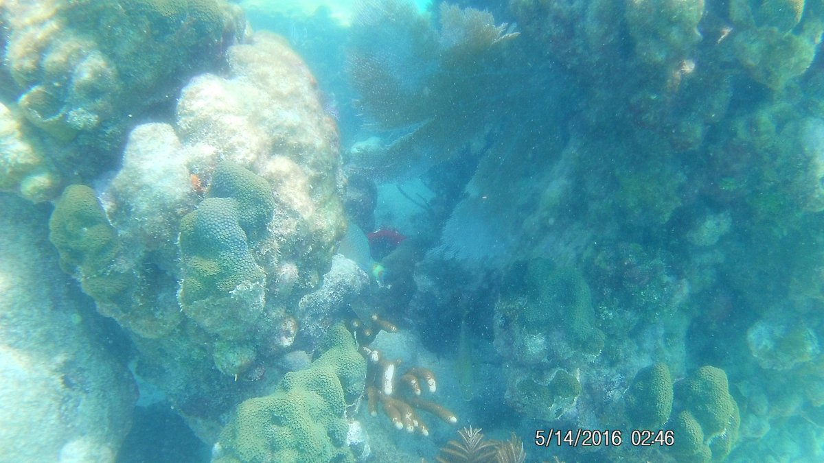 coral wall 2.JPG