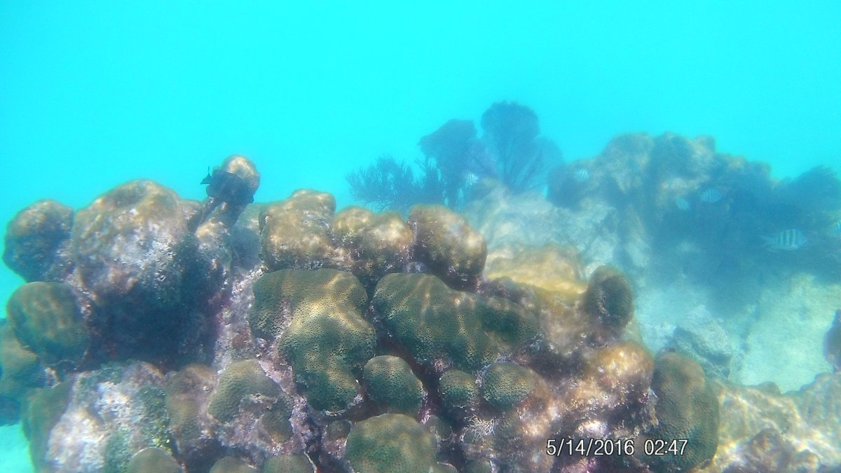 coral wall 4.JPG