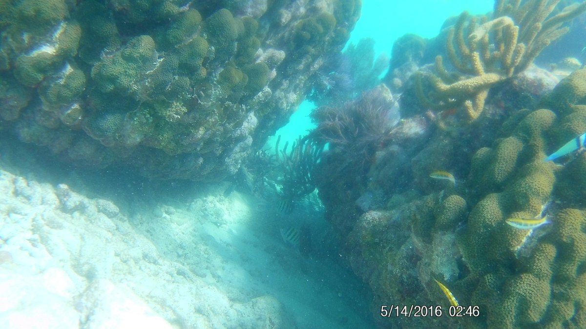 coral wall.JPG