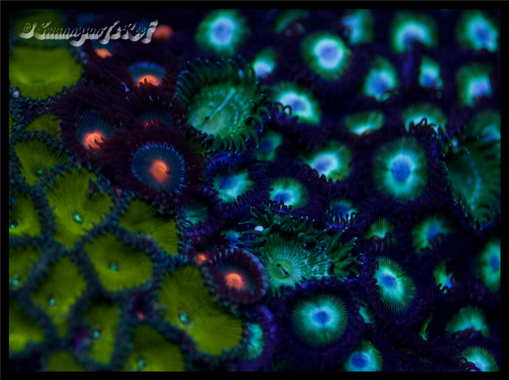 coral zoas4.jpg