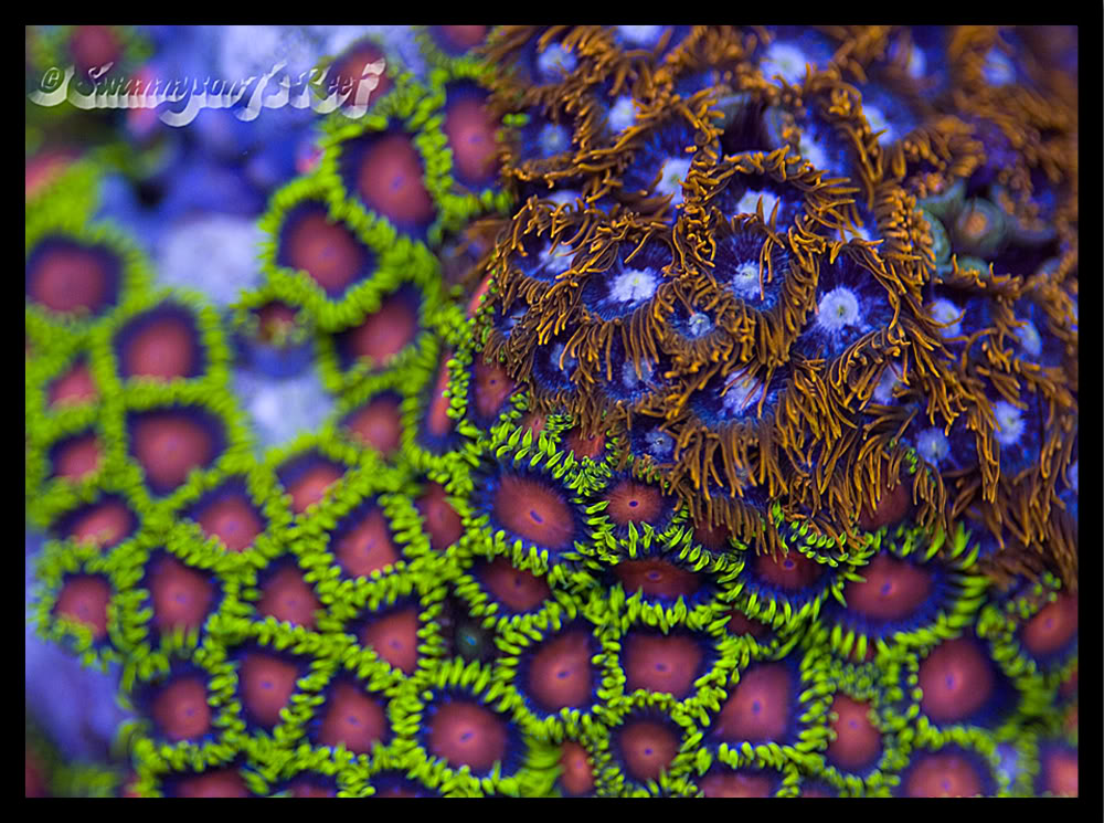 coral zoas5.jpg