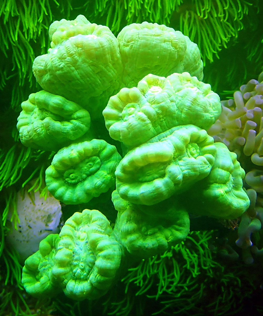 coral0.jpg