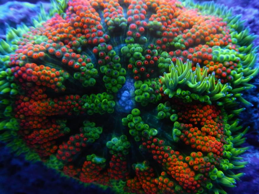 coral066.jpg