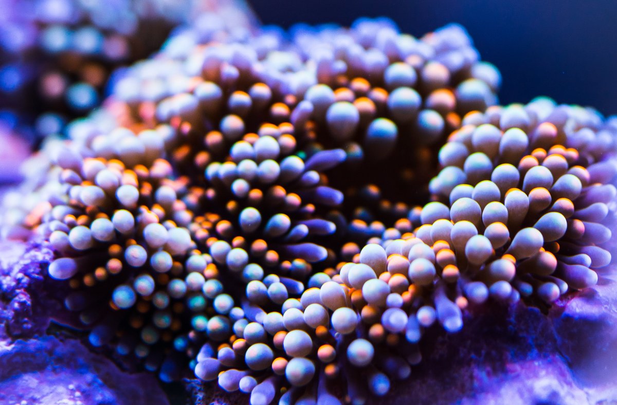 coral1-3.jpg