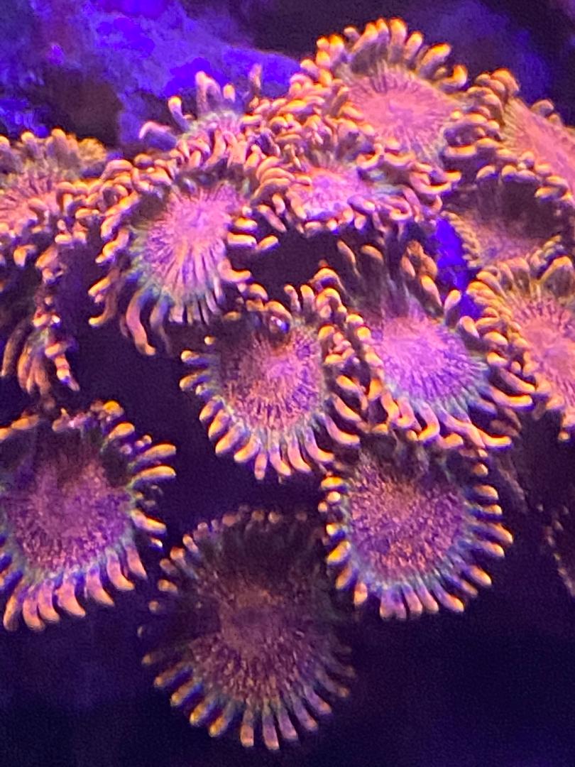 coral1.jpeg