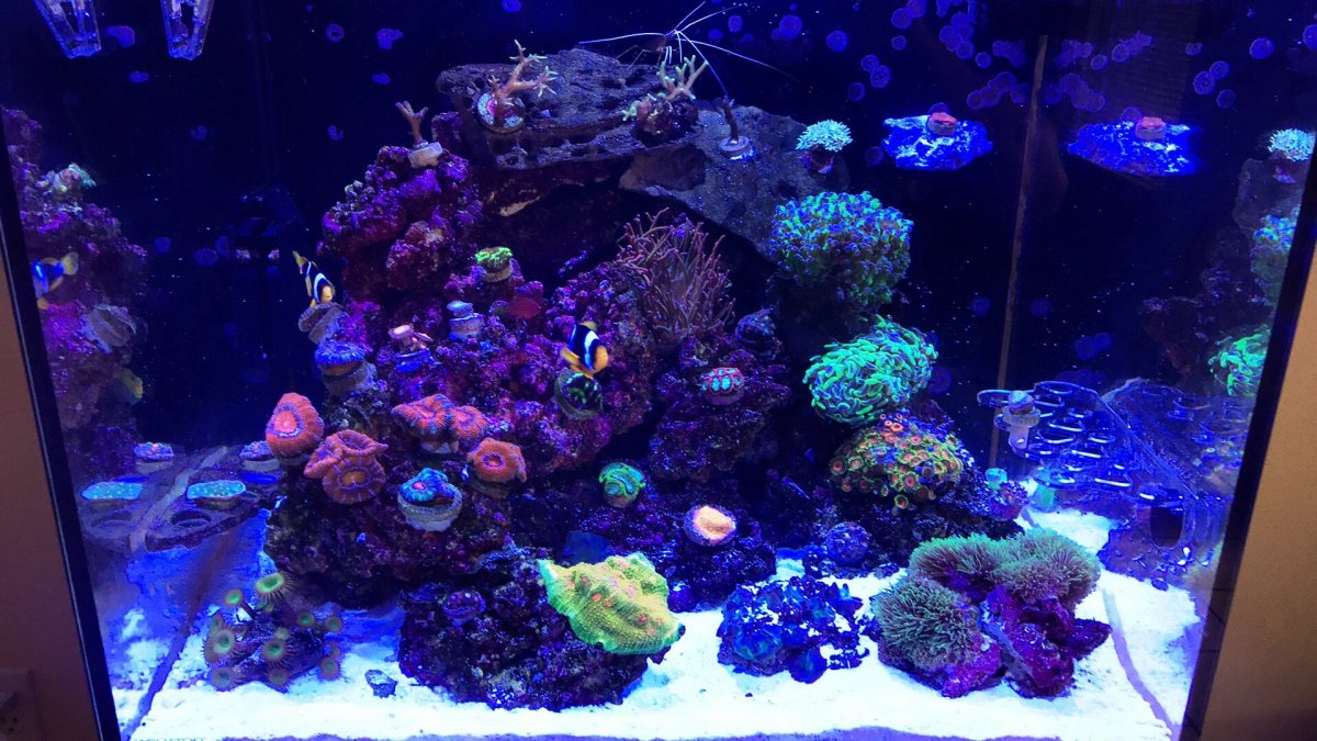 Coral1.jpg