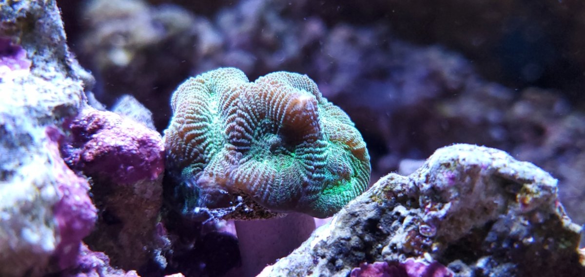 Coral1.jpg