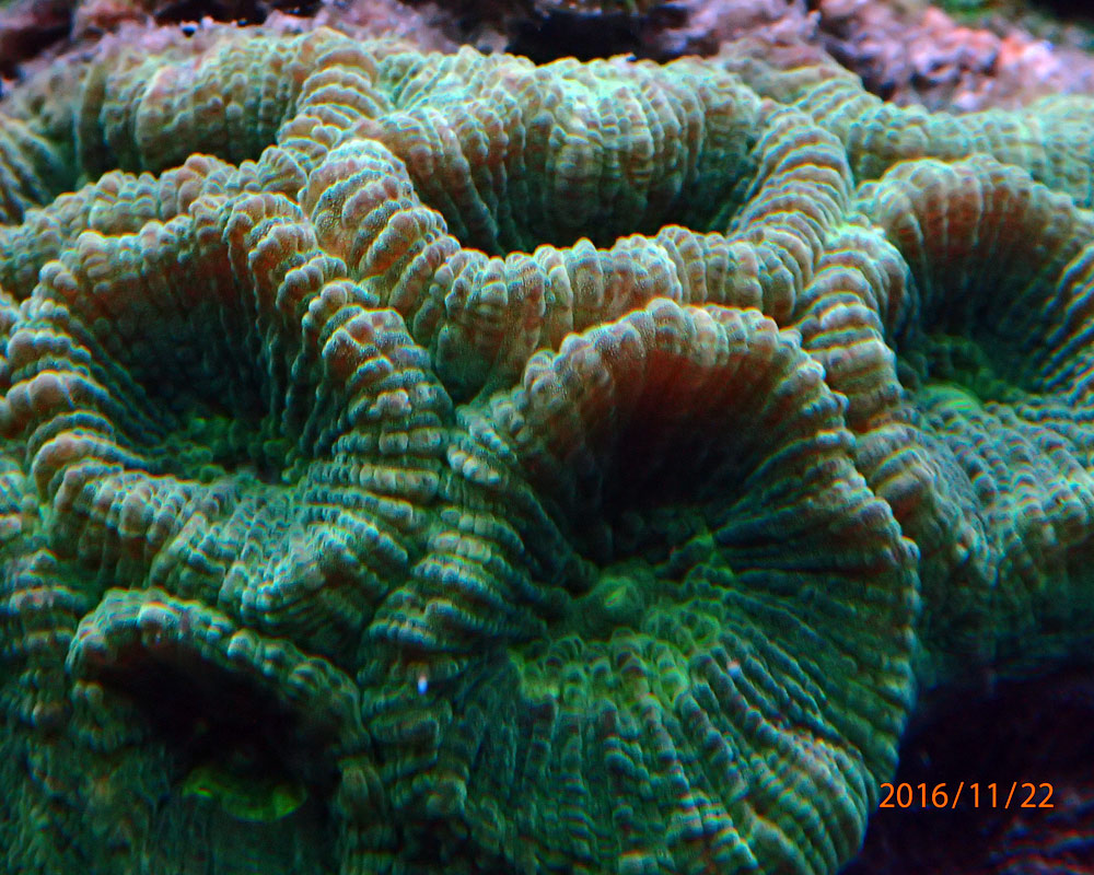 coral1.jpg