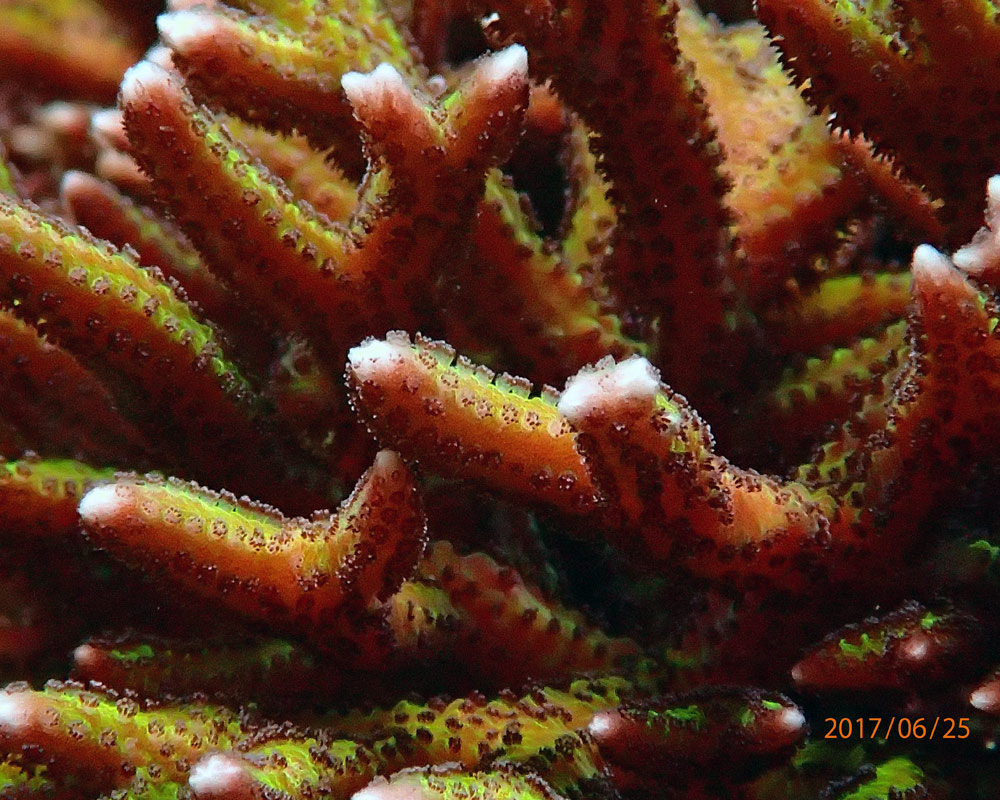 coraL1.jpg