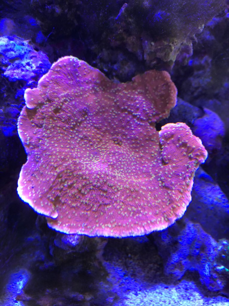 Let's see your FRIDAY FTS!! Post 'em here! | Page 28 | REEF2REEF ...