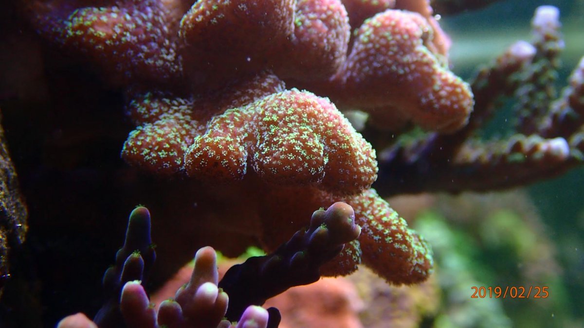 coral1-.jpg