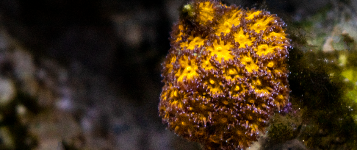 Coral1.png