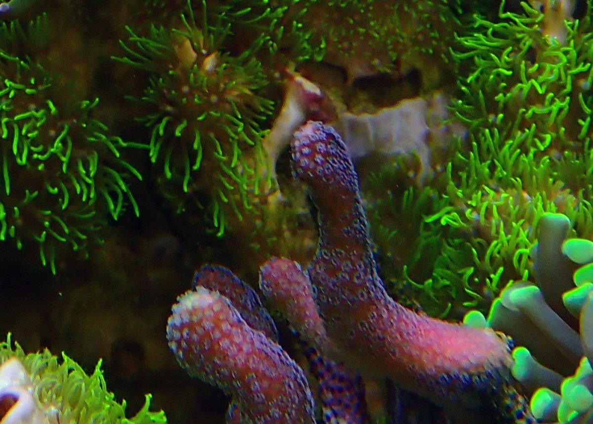 coral10.jpg