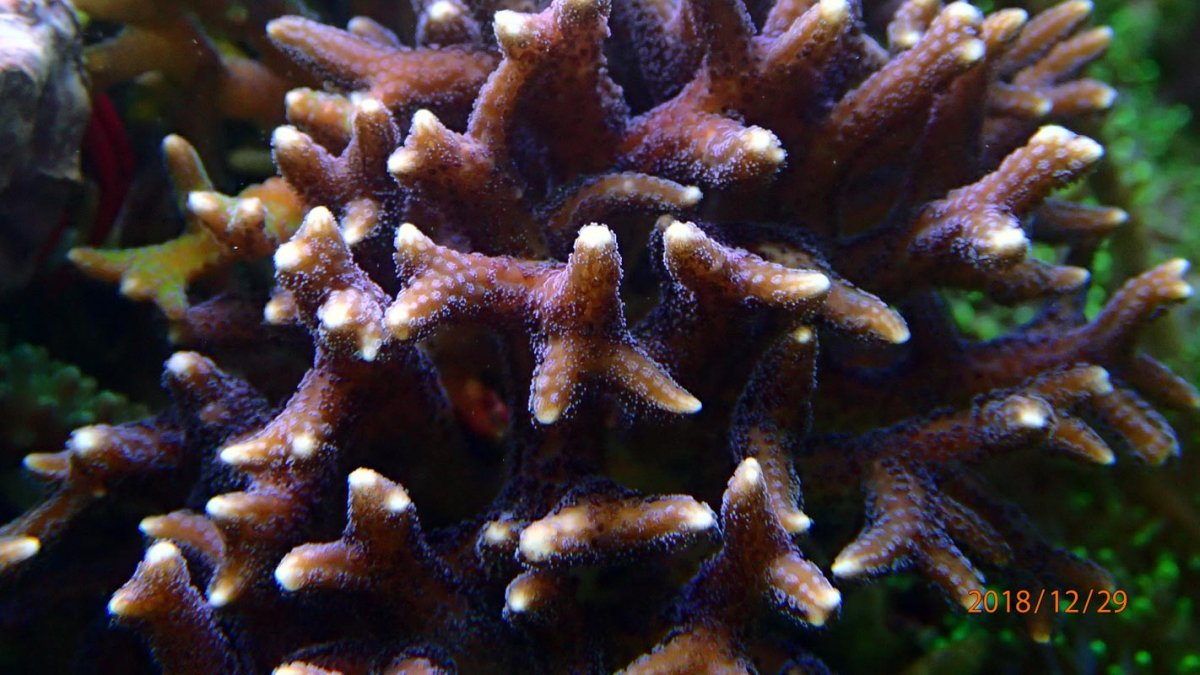 coral10.jpg