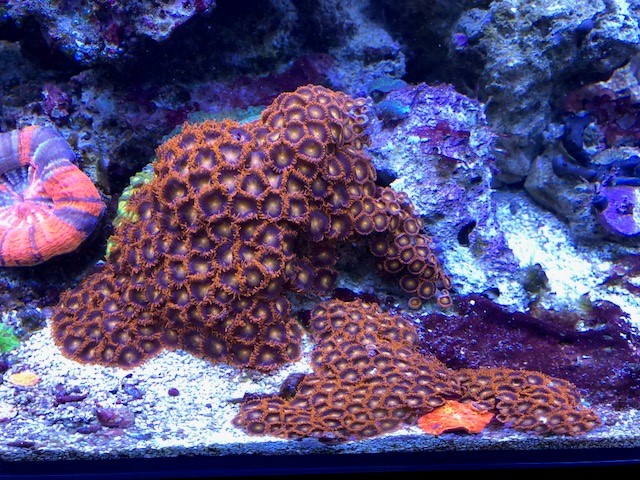 coral12.jpg