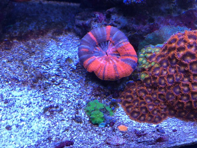 coral13.jpg