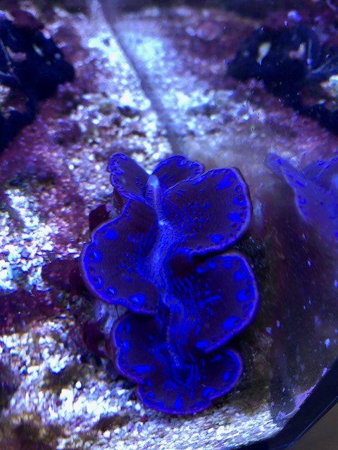 coral15.jpg