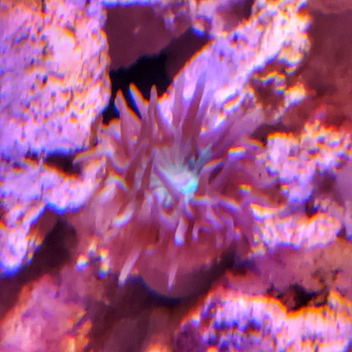 coral1aquarmium.jpg