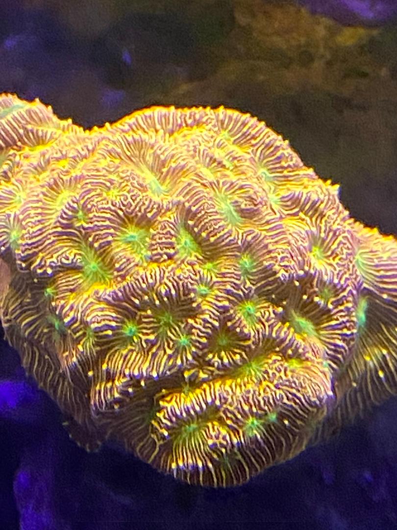 coral2.jpeg