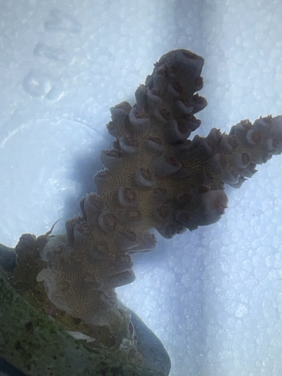 coral2.jpeg