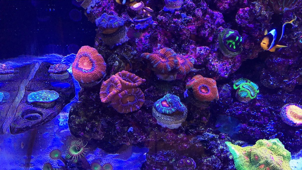 Coral2.jpg
