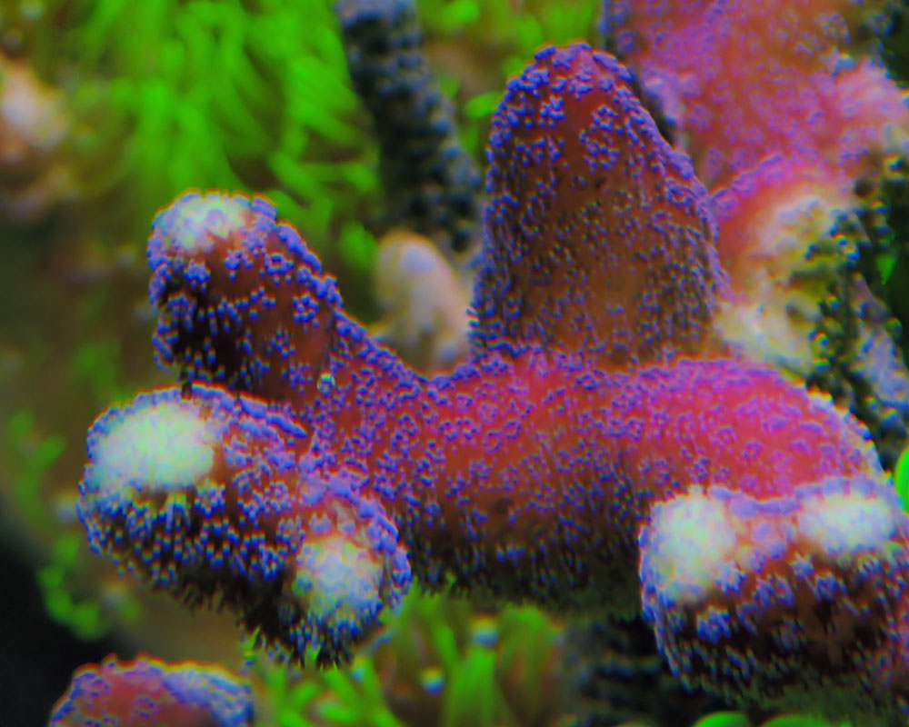coral2.jpg