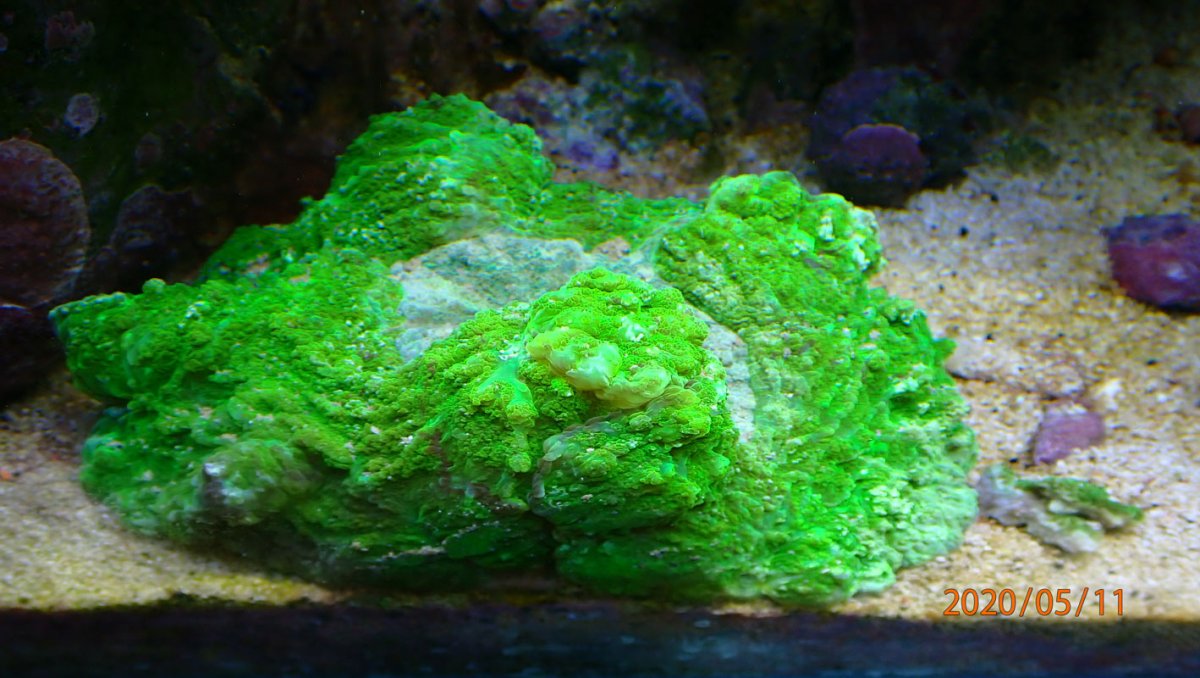 coral2.jpg