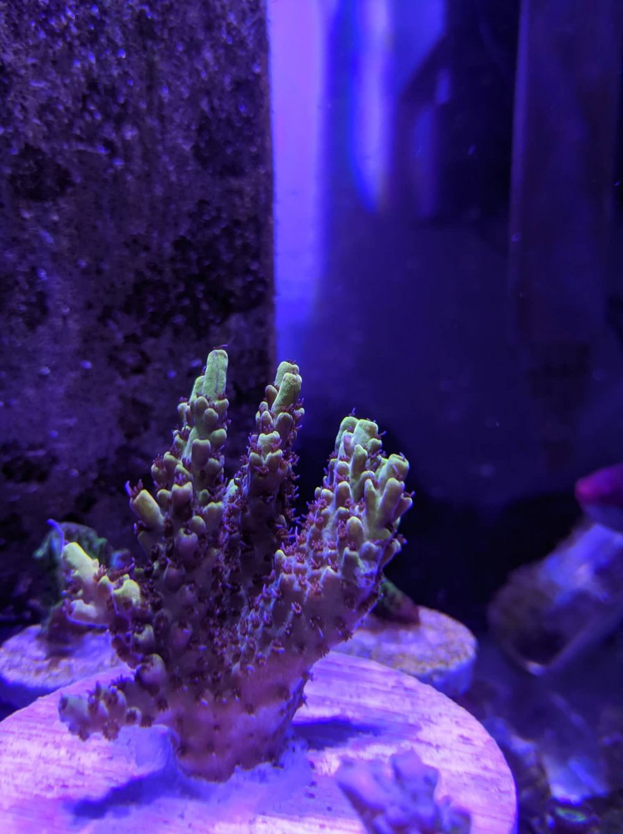 Coral2.jpg